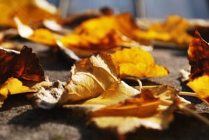 Dead leaves on the ground