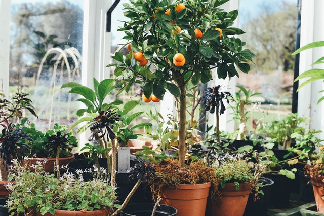 Indoor gardening