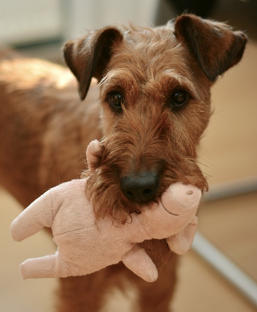 Dog with a toy