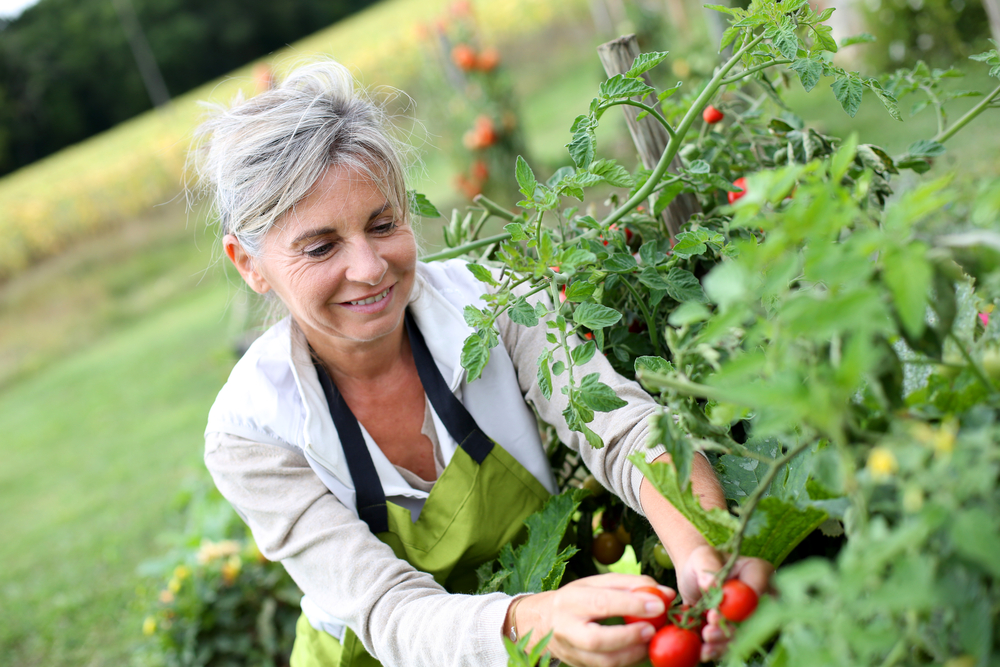 An elderly woman working in a vegetable garden, using gardening as a meaningful activity