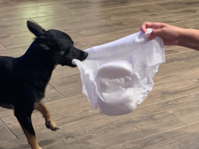 A dog tugging at the diaper showing its stretchiness