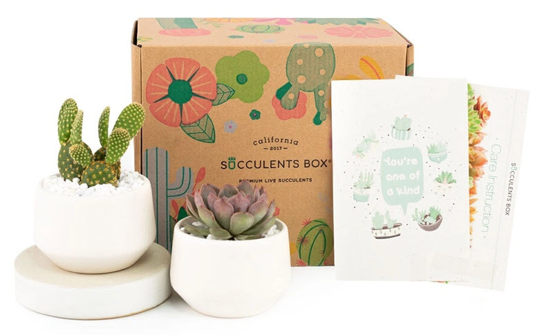 Monthly Succulent Box
