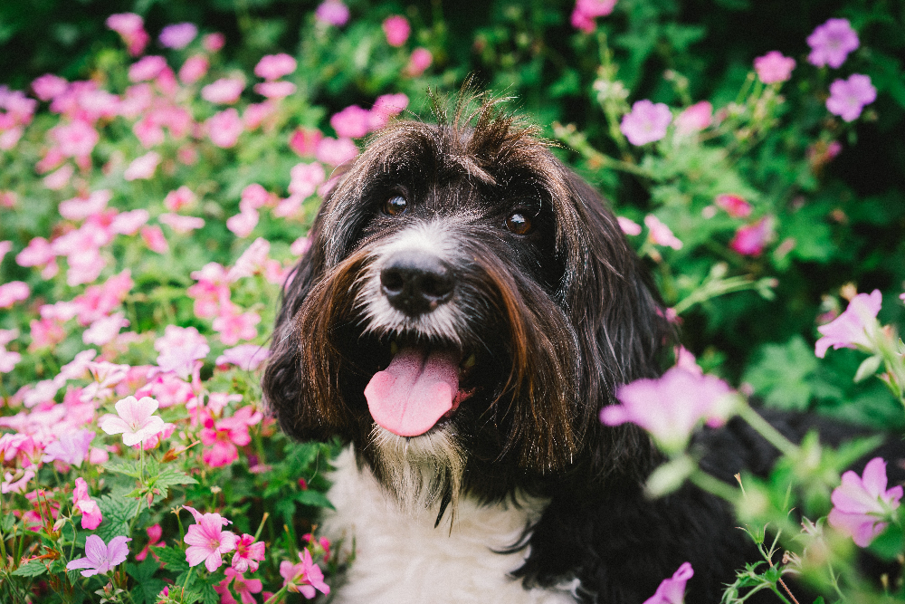 A dog holding a flower, highlighting how pets can help seniors