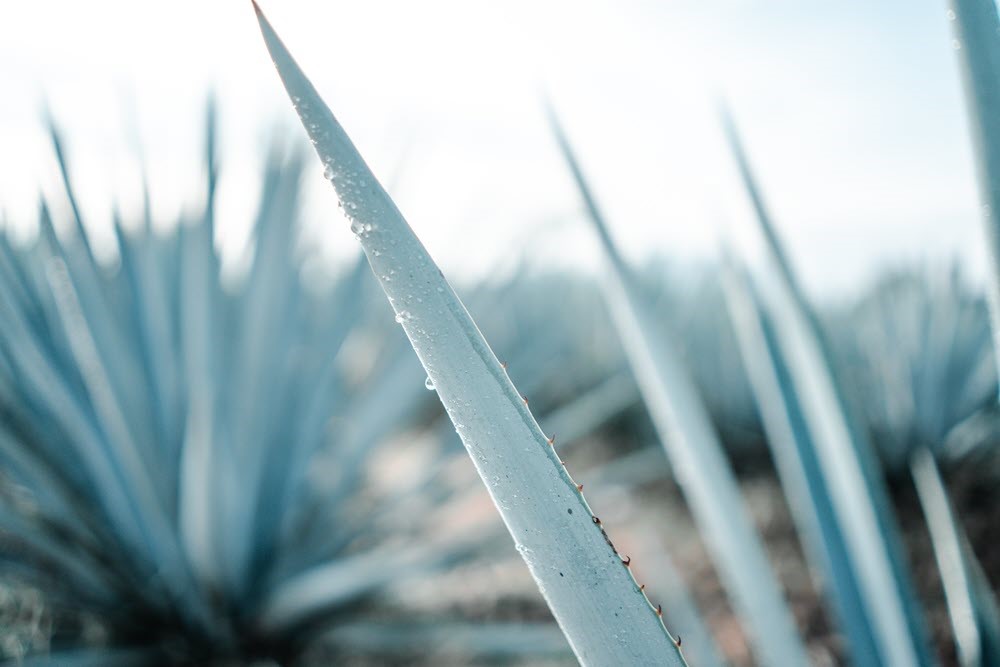 Agave growing in the field