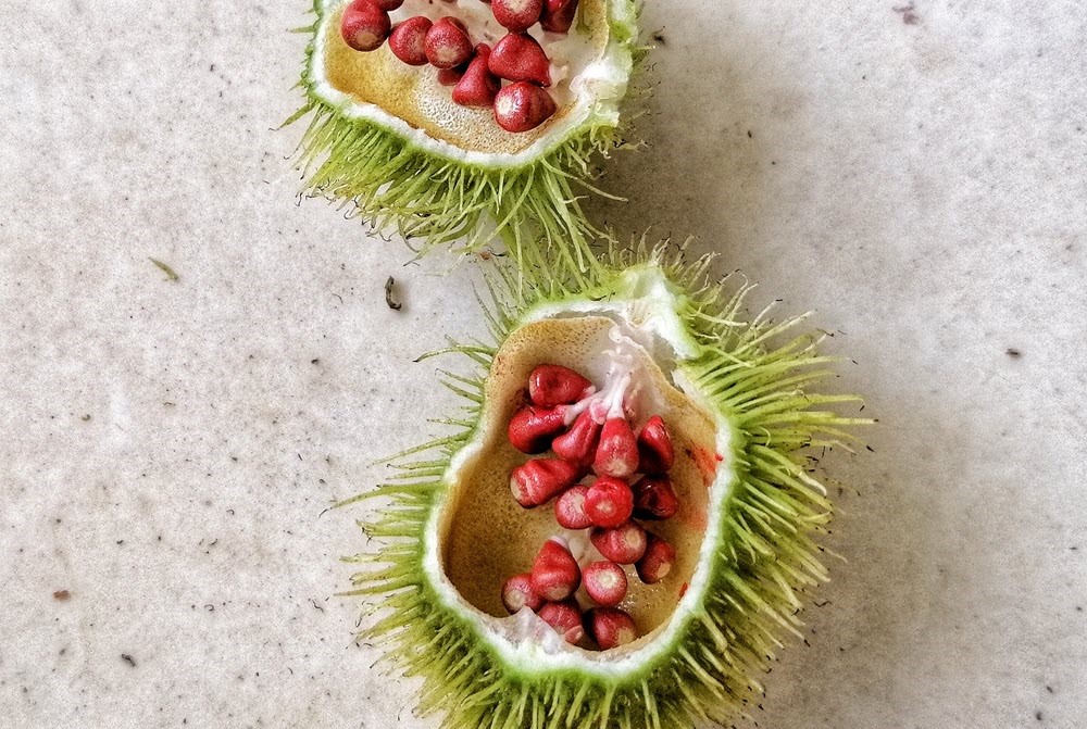 Annatto seeds still in the fruit