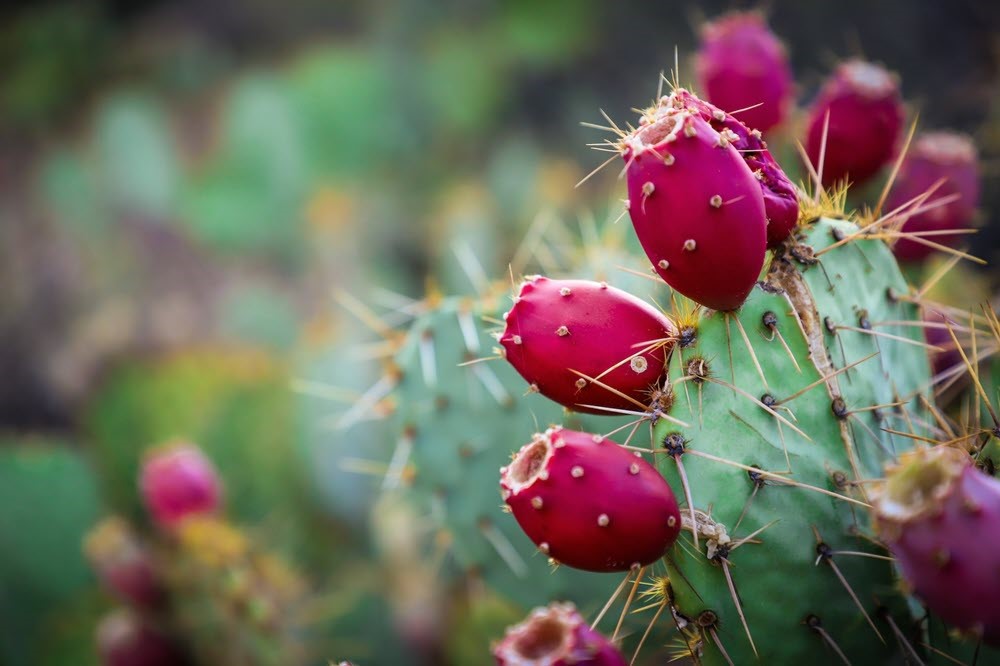 Prickly pear cactus