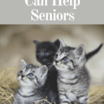Small kittens, highlighting the idea that pets might help seniors