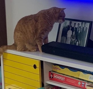 The family cat staring at a photo