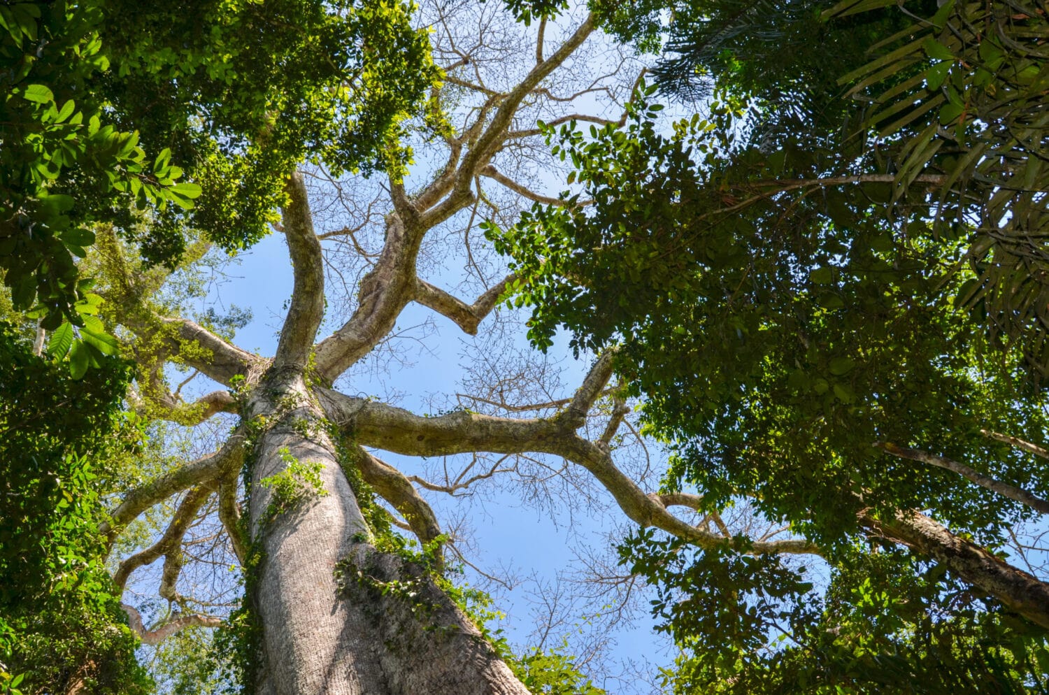 A Kapok tree, representing Kapok Aging and Caregiver Resources