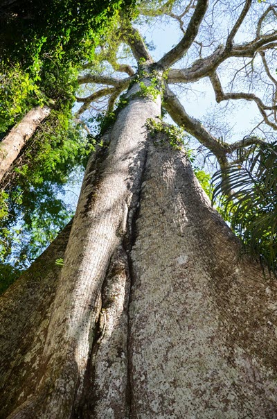 A Kapok tree growing in the sun